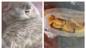 江蘇陌生人餵小貓（圖／翻攝自沸點視頻微博）