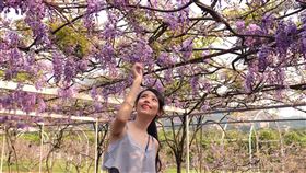 春日賞浪漫紫藤花，春遊淡水美不勝收。（圖／旅宿業者提供）