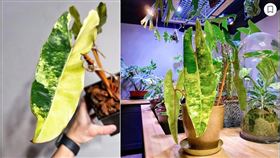 斑葉橘柄蔓綠絨(翻攝自nitamadi1)
