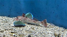 ▲令人驚豔的華麗胸鰭（圖／海景世界企業股份有限公司提供）