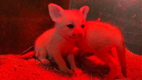 台南,頑皮世界,耳廓狐寶寶,動物方城市,遊客,萌