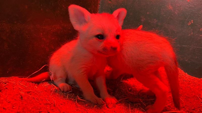 頑皮世界添耳廓狐寶寶　撒嬌萌翻遊客