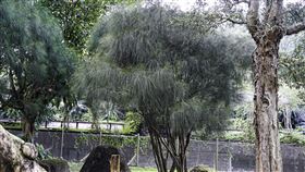  ▲外型神似「鴯鶓」的植物-「千頭木麻黃」（圖／翻攝自XXX）