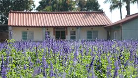 台南2022學甲蜀葵花文化節19日登場台南市學甲區「2022學甲蜀葵花文化節」19日登場，歡迎全國遊客到學甲郊遊賞花。（台南市政府提供）中央社記者張榮祥台南傳真  111年3月11日