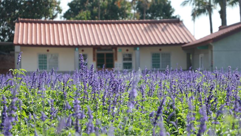 學甲蜀葵花節　19日登場體驗農遊