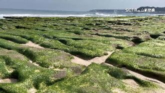 石門老梅石槽綠了！遊客驚喊：也太美