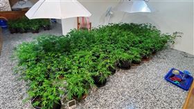 苗栗市區透天厝，大麻活株155，製毒廠，傻農夫24小時月薪2萬 (圖/翻攝畫面)