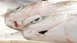 免驚鮭魚缺貨！台虱目魚可達生食等級