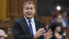 加拿大保守黨眾議員謝爾（圖／美聯社／達志影像）