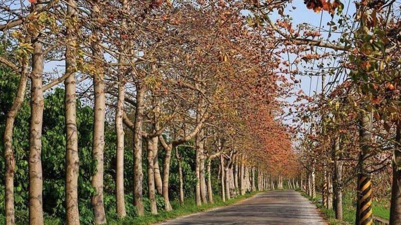 IG紅什麼／全台3秘境木棉花盛開