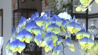 蝴蝶蘭奈米噴染技術　為烏克蘭送暖