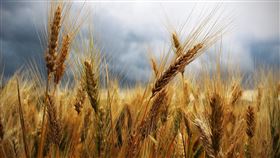 小麥,穀物,農產品。PIXABAY