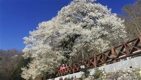 霧社櫻王盛開吸引民眾上山，車陣長達2公里。（圖／翻攝雪管處臉書）