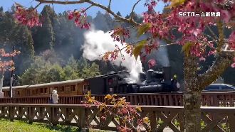 阿里山花季開鑼！櫻王、紫藤花綻放了
