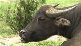 攻擊事件頻傳!擎天崗野生牛