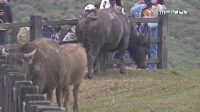 文 擎天崗傷牛1800