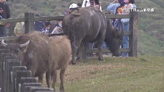 擎天崗水牛遭攻擊　箭插鼻喉險喪命