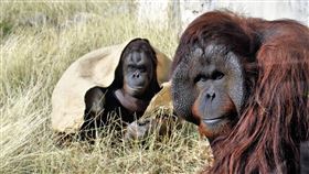 白色情人節  壽山動物園分享紅毛猩猩感情世界高雄壽山動物園紅毛猩猩「咪咪」（左）和「阿宏」（右）常被認作一對，但其實郎有情、妹無意。（高雄市觀光局提供）中央社記者蔡孟妤傳真  111年3月14日