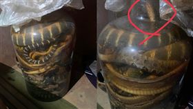 朋友家挖出一罐蛇。爆廢公社