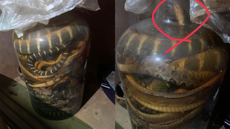 挖出30年蛇酒　網抖：搞不好還活的
