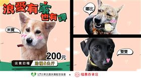 ▲協會表示「這三隻浪犬都是特別親人、比起中心更適合有人愛的家庭」。（圖／業者提供）