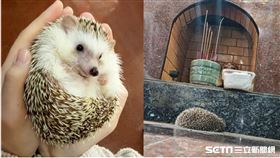 小刺蝟拜虎爺／臺中復興宮授權提供