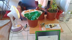 花蓮男從國外郵購大麻種子！上網學種植　竟自己種自己吸（圖／翻攝畫面）