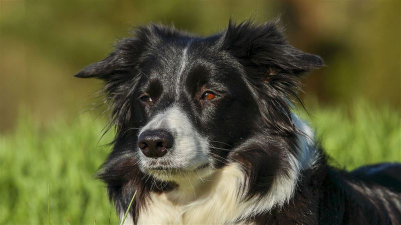 追鵝走丟！牧羊犬竟自己搭公車回家
