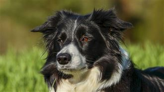 追鵝走丟！牧羊犬竟自己搭公車回家
