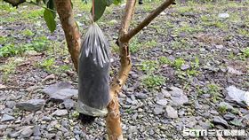 芭樂樹下出現詭異黑球（記者許雅惠拍攝）