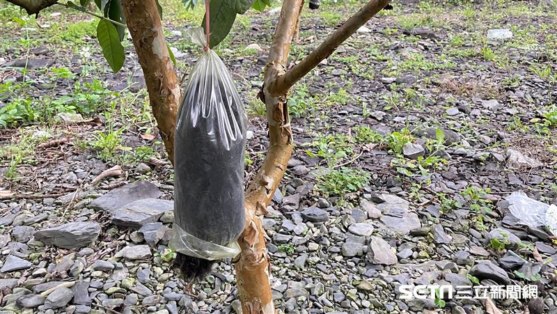 獨／果樹下出現詭異毛團　證實是人髮