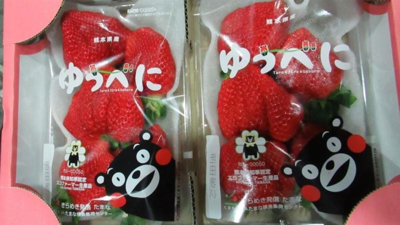 熊本草莓又出包　 再退逾千公斤