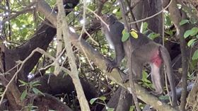 猴子爬高屁股紅。