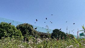 紫斑蝶報到  雲林古坑、林內群蝶飛舞