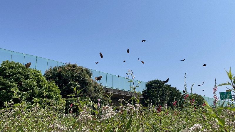 紫斑蝶每分約250隻飛越　部分封道