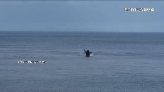 墾丁「大翅鯨」現身　遊客驚呼運氣好