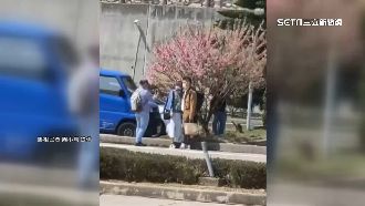 遊客狂晃櫻花樹惹議　登報道歉平眾怒