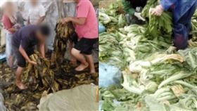 所謂的「土坑酸菜」，就是選用品質不佳的菜品，丟到地面上挖的土坑進行製作。（圖／翻攝自封面新聞）