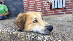 國外論壇Reddit出現一張駭人的照片，一顆狗頭被擺在人行道上。（圖／翻攝自Reddit）