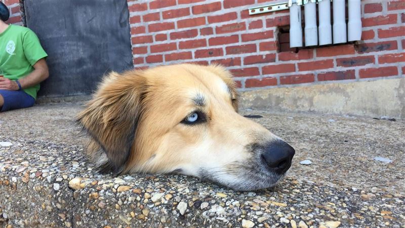 「斬首」愛犬！整顆頭晾路邊網吐翻