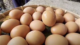 ▲台東縣延平鄉永康部落文化健康站的老人們，用賣相不好的蔬菜水果來養土雞（圖／記者王浩原攝）