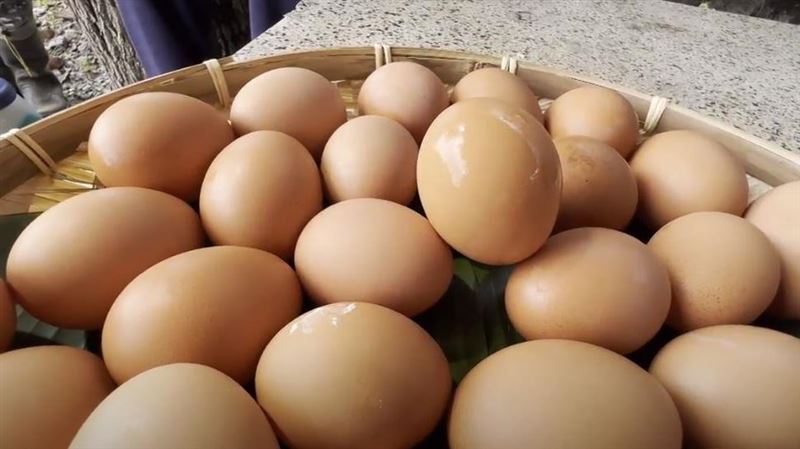 牠的蛋沒漲價！用蔬菜水果也能養土雞