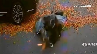 桃花心木落葉變地雷　2騎士經過慘摔