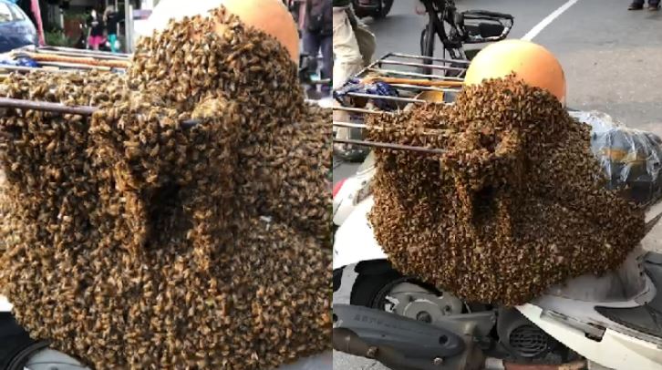 高雄街道驚見「行動蜂窩」　原因揭曉