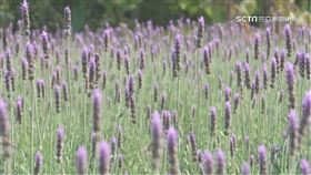 ▲春分日在有些國家被視為假日與新年。（示意圖／寶島神很大）