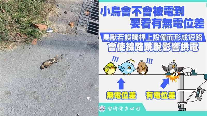 小鳥變笨害高雄2千戶停電？台電回擊