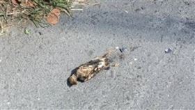 高雄大社、燕巢2000戶停電原因找到，為鳥碰觸帶電設備造成礙子破裂停電。（圖／台電提供）