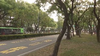 行道樹不選「果樹」　2原因增加危險