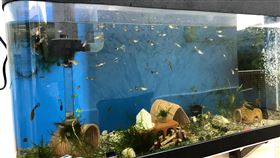 生活處處是教室　基隆八斗國小廁所設水族箱基隆市八斗國小校長羅世彬指出，學校發展海洋教育，校內老舊廁所改善工程也融入學校特色，突破一般設計工法，將水族箱安裝於廁所牆面，讓學習素材融入孩子的日常生活環境，讓學生可隨時觀察水中生物。（基隆市政府提供）中央社記者王朝鈺傳真 110年5月9日