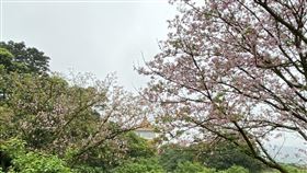 櫻花。今天的溫暖氣候，讓不少民眾外出走走賞花，而今天也是24節氣中的「春分」。（圖／記者簡浩正攝影）